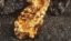 AУРУМ МЕТАЛИКУМ D30 глобули 10 g Aurum Metallicum 